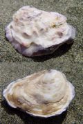 Ostrea edulis